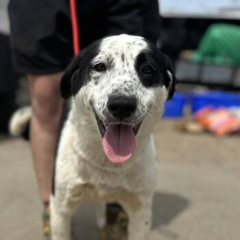 Lorrie -  Border Collie Dog for Adoption in Columbia, South Carolina - Lorrie | PetCurious