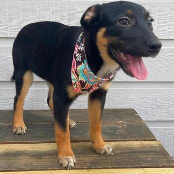 Ellis -  Australian Cattle Dog Blue Heeler Dog for Adoption in Tomah, Wisconsin - Ellis | PetCurious