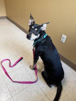 Kimmi -  Hound and Shepherd Dog for Adoption in Irwin, Pennsylvania - Kimmi | PetCurious