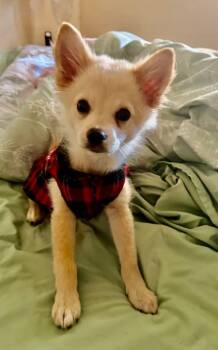 Rescue Pomeranian and Chihuahua Dogs for Adoption in Lakewood Village, Texas - Cooper | PetCurious