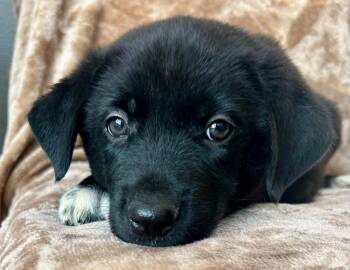 Braven -  German Shepherd Dog Dog for Adoption in Cottonwood, Arizona - Braven | PetCurious