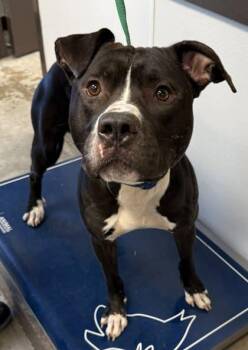 Pit Bull Terrier and Mixed Breed Dogs Available for Adoption in Bowling Green, Kentucky - Miles | PetCurious