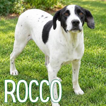 Rocco -  Mixed Breed Dog for Adoption in Mississauga, Ontario - Rocco | PetCurious