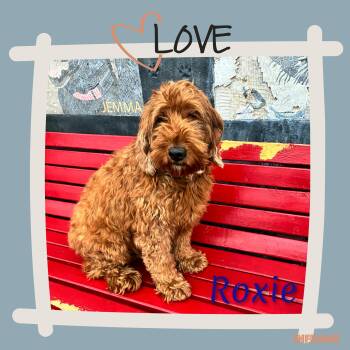 Rescue Goldendoodle Dogs for Adoption in Fredericksburg, Virginia - Roxy | PetCurious