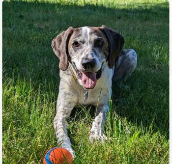 Hazel -  Plott Hound Dog for Adoption in Tacoma, Washington - Hazel | PetCurious