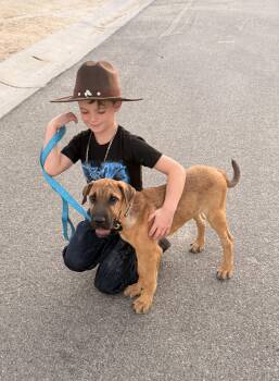 Bruce -  Mastiff and Shar Pei Dog for Adoption in Norco, California - Bruce | PetCurious