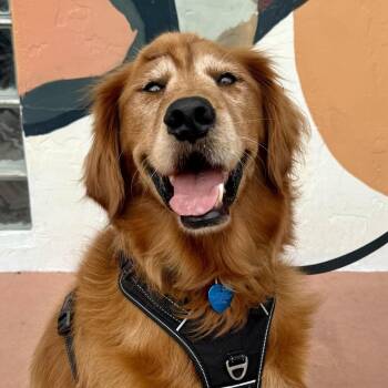 Macklin -  Golden Retriever Dog for Adoption in Fort Lauderdale, Florida - Macklin | PetCurious
