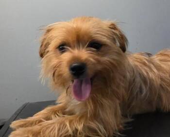 Noah -  Yorkshire Terrier and Norwich Terrier Dog for Adoption in Manvel, Texas - Noah | PetCurious