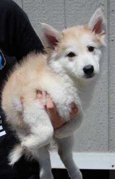 Juniper -  Shepherd and Mixed Breed Dog for Adoption in Vacaville, California - Juniper | PetCurious