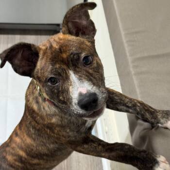 Brennan -  Boxer and Pit Bull Terrier Dog for Adoption - Brennan | PetCurious