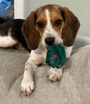 Beagle Dogs Available for Adoption - Ashley | PetCurious
