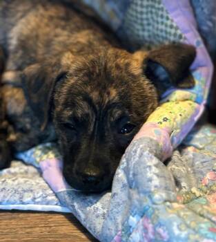 Dachshund and Black Mouth Cur Dogs Available for Adoption in West Palm Beach, Florida - Flash | PetCurious