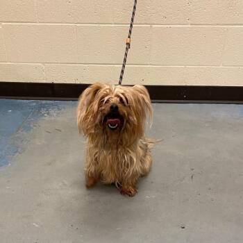 Pia -  Mixed Breed Dog for Adoption in Memphis, Tennessee - Pia | PetCurious