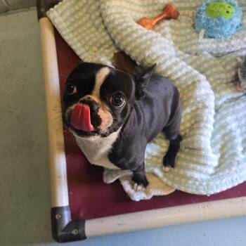 Mookie -  Boston Terrier Dog for Adoption in Goleta, California - Mookie | PetCurious