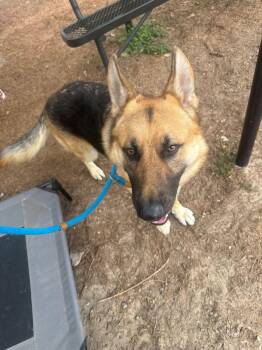 Terrier Dogs Available for Adoption - JB | PetCurious