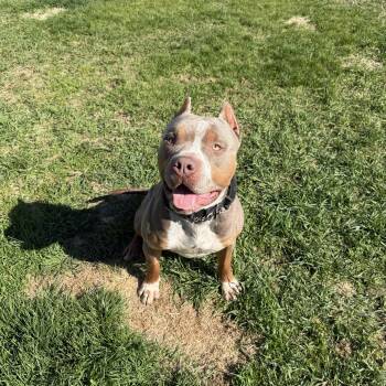 Zeus -  Pit Bull Terrier Dog Available for Adoption in Baudette, Minnesota - Zeus | PetCurious