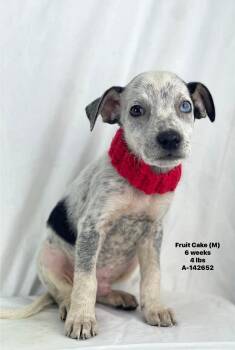 Fruit Cake the Mixed Breed Puppy -  Australian Cattle Dog Blue Heeler Dog for Adoption in Muskego, Wisconsin - Fruit Cake The Mixed Breed Puppy | PetCurious