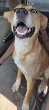 GALAXIE -  Terrier Dog for Adoption in San Antonio, Texas - GALAXIE | PetCurious