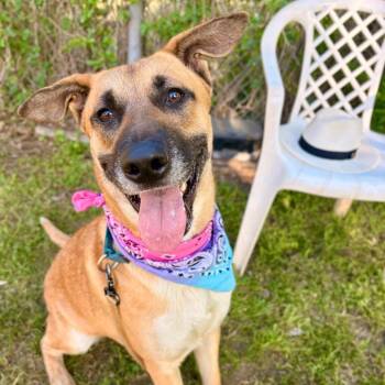 Jimmy Dean -  German Shepherd Dog and Black Mouth Cur Dog for Adoption in Austin, Texas - Jimmy Dean | PetCurious