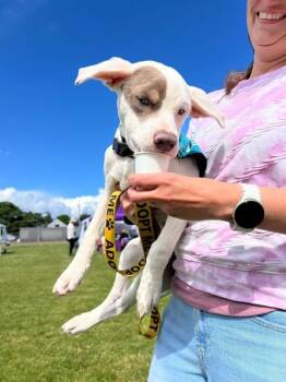 Zayn Sugar Snap Sweetpea -  Pit Bull Terrier and Labrador Retriever Dog for Adoption in Friendswood, Texas - Zayn Sugar Snap Sweetpea | PetCurious
