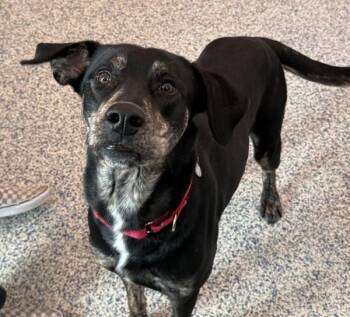 Catahoula Leopard Dog Dogs Available for Adoption - Ducky | PetCurious