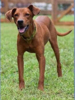 Phoenix -  Labrador Retriever Dog for Adoption - Phoenix | PetCurious