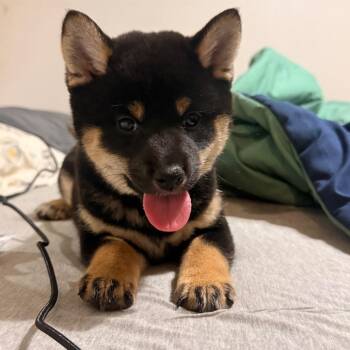 Shiba Inu Dogs Available for Adoption in Pittsburg, Kansas - Greta | PetCurious