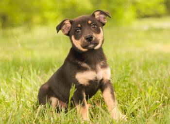 Dachshund Dogs Available for Adoption in Gradyville, Kentucky - Greta-Transport | PetCurious