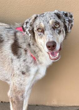 Grady -  Catahoula Leopard Dog Dog for Adoption in Elkhorn, Wisconsin - Grady | PetCurious