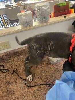 Azula -  Mixed Breed Dog for Adoption in Cincinnati, Ohio - Azula | PetCurious
