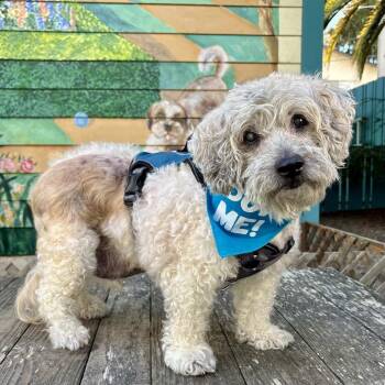 Barnabus -  Poodle Dog for Adoption in Pacific Grove, California - Barnabus | PetCurious