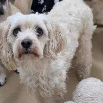 Annabelle - Chino Hills Location -  Maltese and Poodle Dog for Adoption in Chino Hills, California - Annabelle - Chino Hills Location | PetCurious