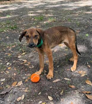 Catahoula Leopard Dog Dogs Available for Adoption in Lakeland, Florida - Navi | PetCurious