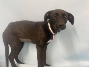 Kris -  Labrador Retriever and Mixed Breed Dog for Adoption in Golden Valley, Minnesota - Kris | PetCurious