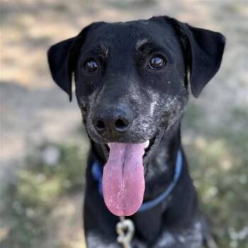 Rescue Mixed Breed Dogs for Adoption in Dallas, Texas - Jake | PetCurious