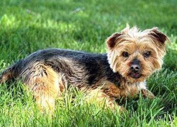 Ashton Kutcher "Soft Furry Cuddle Buddy" -  Yorkshire Terrier Dog Available for Adoption - Ashton Kutcher "Soft Furry Cuddle Buddy" | PetCurious