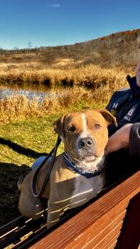 Rescue Mixed Breed Dogs for Adoption in Elmira, New York - Bode | PetCurious