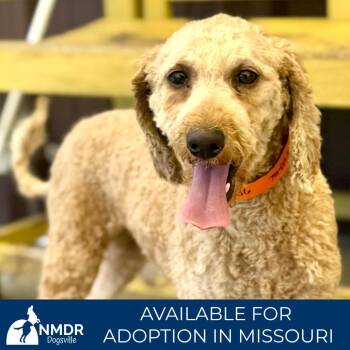 Wendy - Missouri JY26-36 -  Miniature Poodle Dog for Adoption in Peyton, Colorado - Wendy - Missouri JY26-36 | PetCurious