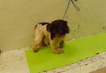 CAKES -  Maltese and Mixed Breed Dog for Adoption in Houston, Texas - CAKES | PetCurious