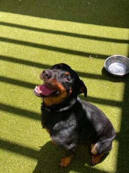 Poppy -  Rottweiler Dog for Adoption in Deering, New Hampshire - Poppy | PetCurious