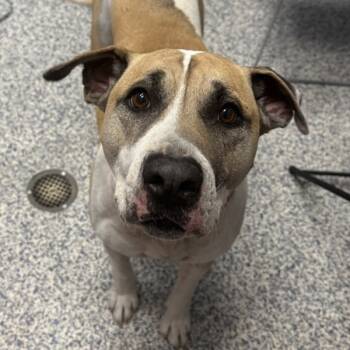 Rescue Pit Bull Terrier Dogs for Adoption in Golden, Colorado - Arlo | PetCurious