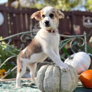 Maisy -  Siberian Husky Dog for Adoption in Fairfield, Connecticut - Maisy | PetCurious