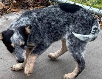 Australian Cattle Dog Blue Heeler Dogs Available for Adoption in Mauston, Wisconsin - Aspen | PetCurious
