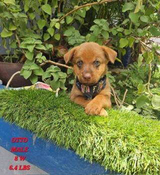 Otto -  Retriever and Labrador Retriever Dog for Adoption in Jenkintown, Pennsylvania - Otto | PetCurious