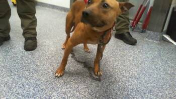 Pit Bull Terrier Dogs Available for Adoption in Charlotte, North Carolina - A1262637 | PetCurious