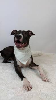 Stoick -  American Staffordshire Terrier and Pit Bull Terrier Dog for Adoption in Phoenix, Arizona - Stoick | PetCurious
