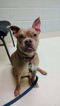 Prin -  Pit Bull Terrier Dog for Adoption in Kalamazoo, Michigan - Prin | PetCurious