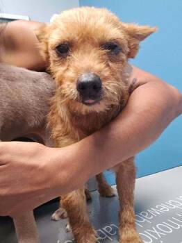 Ariel (TX) -  Terrier Dog for Adoption in New York, New York - Ariel (TX) | PetCurious