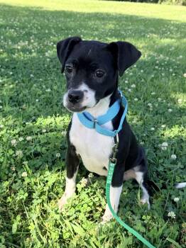 Terrier and Boston Terrier Dogs Available for Adoption in Baker, Louisiana - Sophie | PetCurious