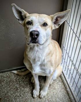 German Shepherd Dog Dogs Available for Adoption in Clyde, North Carolina - FAE | PetCurious